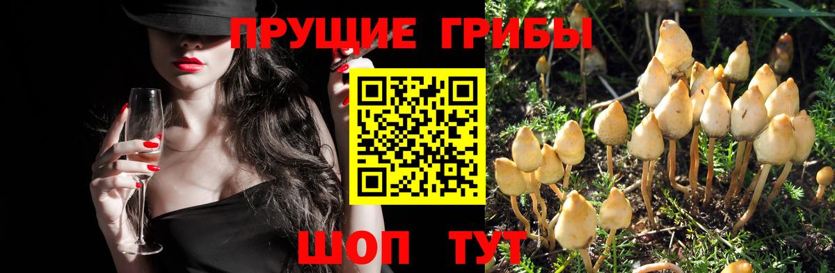 Псилоцибиновые грибы Cubensis  что такое наркотик  Рославль 